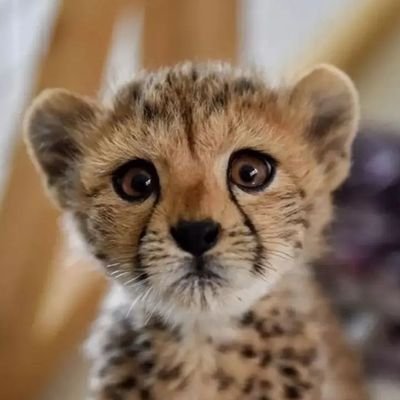 mohsenyousefiir's profile picture. من یک مبارز علیه رژیم کثیف آخوندی ایران✌