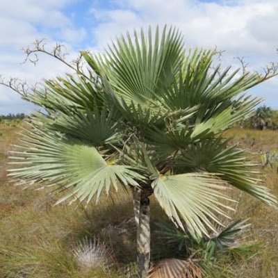 Explorer of rare palm habitats. Drone pilot. On this account I post both my own work and great photos and videos of palms taken by others.