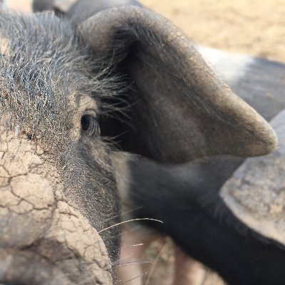 #VeganFilmNews by @Wildlife_Jason & @Wildlife_Film 🌱 Send your #VeganFilm News to news@vegan-film.co.uk or tag us! 💚 #PlantBased #Vegan 🐏🐮🐷🐰🐸🐔🐝🐟🦐