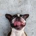 Boston.terrier.lover (@Bostonterrierl5) Twitter profile photo