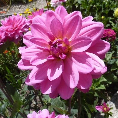 nelasu95's profile picture. 