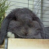 しゅわ太郎 (@schwarzritter09) 's Twitter Profile