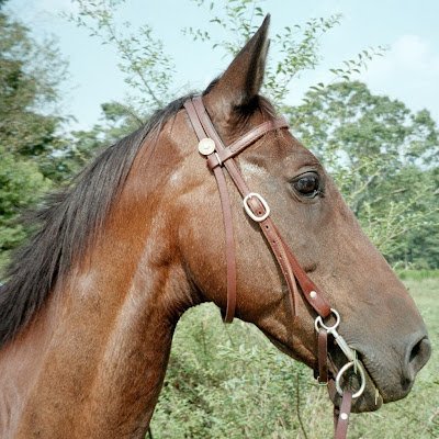 galloglas11's profile picture. 