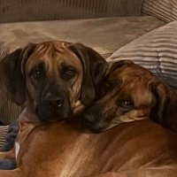Survivor of Psy-ops (@jules3rdtry) 's Twitter Profile