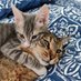 Sütlaç & Reçel (@sutlacverecel) Twitter profile photo Sütlaç & Reçel (@sutlacverecel) Twitter profile photo
