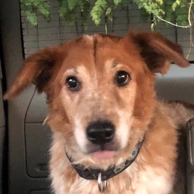 Jentwit22's profile picture. Supporter of free thinking people and free speech rights for all. The American Bill of Rights must always be upheld above any govt. entity or political party.