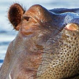 Alex_Effmert's profile picture. Tiefe Hingabe ist die Quelle eines genußvollen Lebens. realifing