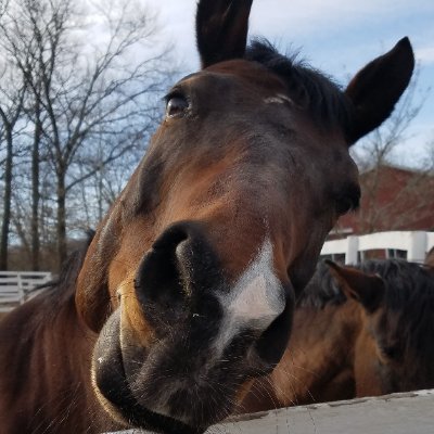 CO native, monozygotic twin, aspiring septuagenarian, 30+ years in biotech, reader, writer, https://t.co/j1v81PNgYG. My horse is better-looking than me.