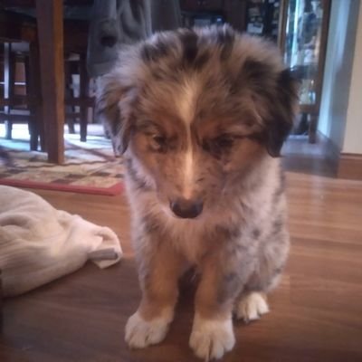 MAGA
PURE BLOOD
Business owner
Australian Shepherd Dog Breeder
constitutional Conservative
Trump 2024!