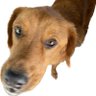CareySTurner1's profile picture. A father and grandfather. Born in the USA, grew up in Cuiaba, Brazil. Animal rescuer. Hobbyist web dev. Electronics Hobbyist. 
I am a grumpy old man. NO DMS!