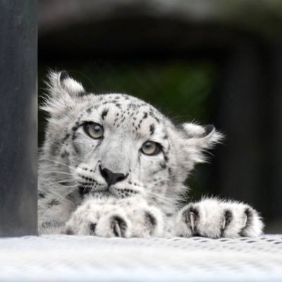 siyuendn's profile picture. 