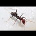 Semut🐜 (@semutbukanbuaya) Twitter profile photo Semut🐜 (@semutbukanbuaya) Twitter profile photo