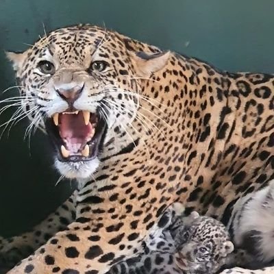 lieveiga's profile picture. o tt derrubou minha conta antiga @lisevga tô com depressão