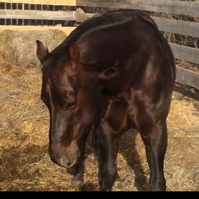 JanettMclellan's profile picture. Patriot, Truther
