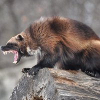 PewPewRafa🇺🇸🇩🇴🇺🇸🇲🇽🇺🇸 (@atx_wolverine) 's Twitter Profile