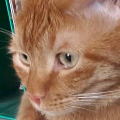 roz111_roz's profile picture. در جغرافیایی که حتی پروانه ها هم از کودکان بیشتر 
عمر میکنند 
شما بگویید
من چه شعری بنویسم ؟