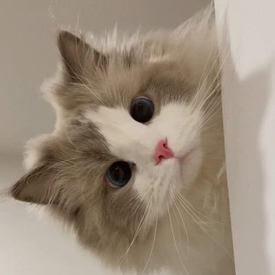 jalalmindalano's profile picture. 