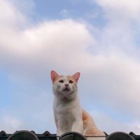 (˃ᆺ˂) (@dddddeeewwwww) 's Twitter Profile Photo