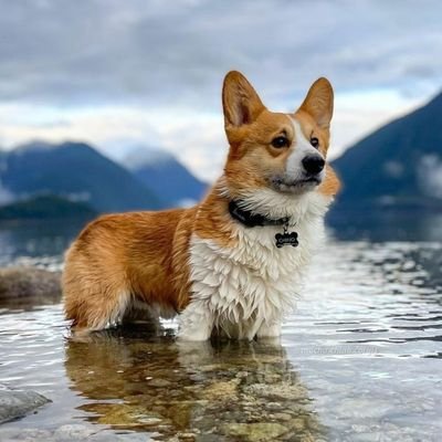 🐾Bringing together dog lovers from around the world, one paw at a time.🐶
👀This page is about #petdogslover #corgi
➡️Follow me if you are dogs passionate