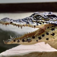 crocodylus (@m69887512) 's Twitter Profile