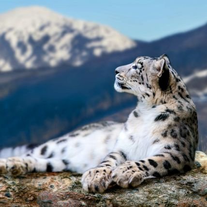 Afghanpashtun93's profile picture. 