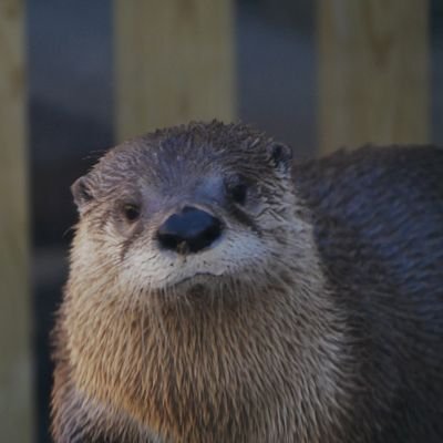 Annoyed Otter