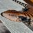 roka0008's profile image