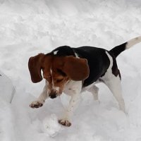 Bittles the Beagle(@Michael17819574) 's Twitter Profileg