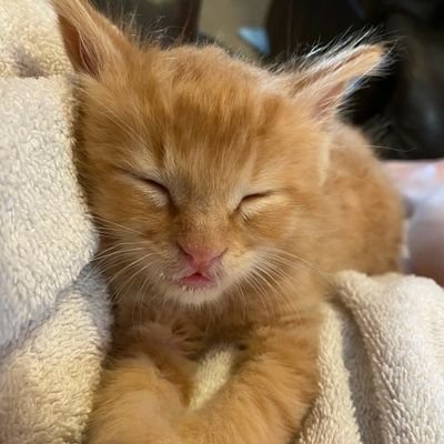 orangecatactual's profile picture. just a little guy,
breed: orange