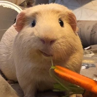 odiodafazenda14's profile picture. 🅱️🅱️