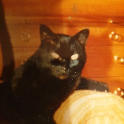 Civil Servant retired, Cats, Shakespeare, History, Art, current affairs, the sea,
