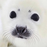 Bwseal (@bwseal1) 's Twitter Profile