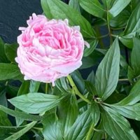 Prevention-Is-Best (@lymelegacy) 's Twitter Profile Photo Prevention-Is-Best (@lymelegacy) 's Twitter Profile Photo