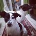 Dupla Canina Bem & Frida 🇧🇷 🇧🇷 (@BemFrida2011) Twitter profile photo