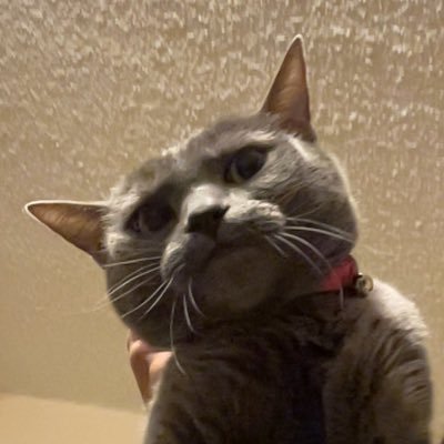 mitzyFPS's profile picture. 