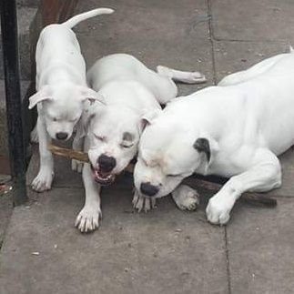 LeeHenty2's profile picture. I know what dark energy is ???