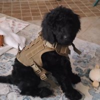 TexanDogDad (@texandogdad) 's Twitter Profile Photo TexanDogDad (@texandogdad) 's Twitter Profile Photo