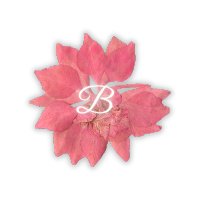 BLOSSOMUCH (@blossomuch) 's Twitter Profile Photo BLOSSOMUCH (@blossomuch) 's Twitter Profile Photo