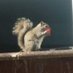 CheetosSquirrel (@cheetosquirrel1) Twitter profile photo CheetosSquirrel (@cheetosquirrel1) Twitter profile photo