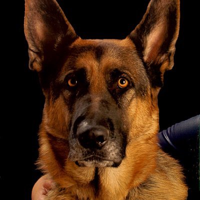 brad_eltman's profile picture. 