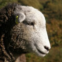 BH Grazing (@bhsheep) 's Twitter Profile