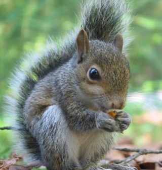 occasionally, even a crazy squirrel gets a nut.