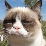 K0rn_P0p's profile picture. I'm just some guy in a small town who's sick and tired of the Democrats and watching them destroy America #Freespeech #pureblood #MAGA #Veteran, Trump Won!✝️