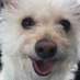 Wendywoo (@matthew78973899) Twitter profile photo Wendywoo (@matthew78973899) Twitter profile photo