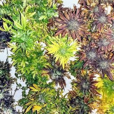 DilleDawn's profile picture. 