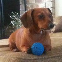 Toni Smith (@cows3lv) 's Twitter Profile