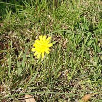 タンポポA (@tanpopo_popopop) 's Twitter Profile