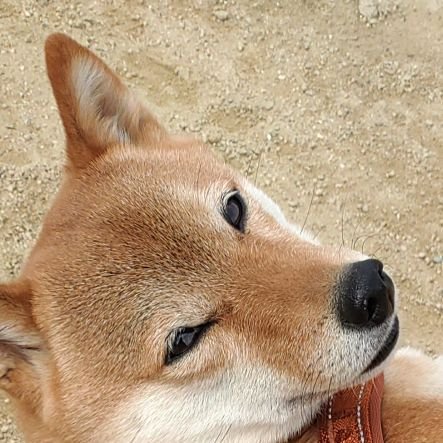 Super sweet Shiba doggie 💕
世の犬の可愛さにデレデレしたり
まだ知らない犬の世界やその他諸々を見聞したり
可愛い、すごい、ほほう、ワオ！、なるほど～、ワハハ😄な琴線に触れるといいね♥️やコメント、フォロしがちです(￣∇￣*)ゞ
どうぞよろしくお願いいたします🙏