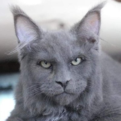 Majorcrankie2's profile picture. 