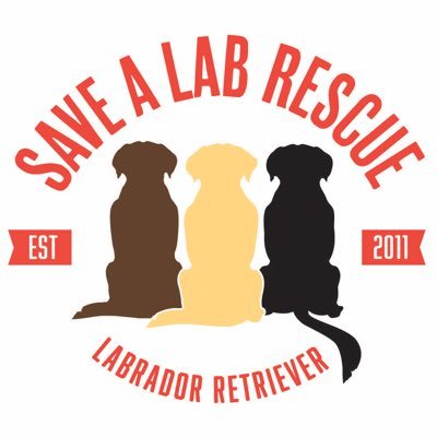 Save A Lab Rescue is an all-volunteer, not-for-profit 501(c)(3) organization and is dedicated to the rescue, rehabilitation and rehoming of displaced Labradors